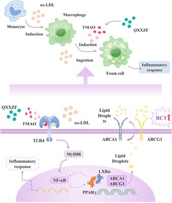 Mass spectrometry-based metabolomics for discovering active ingredients and exploring action mechanism of herbal medicine